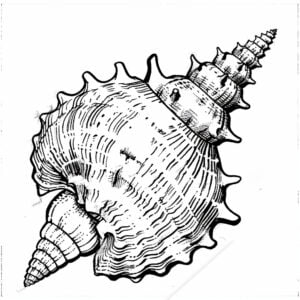 Conchiglia thumbnail